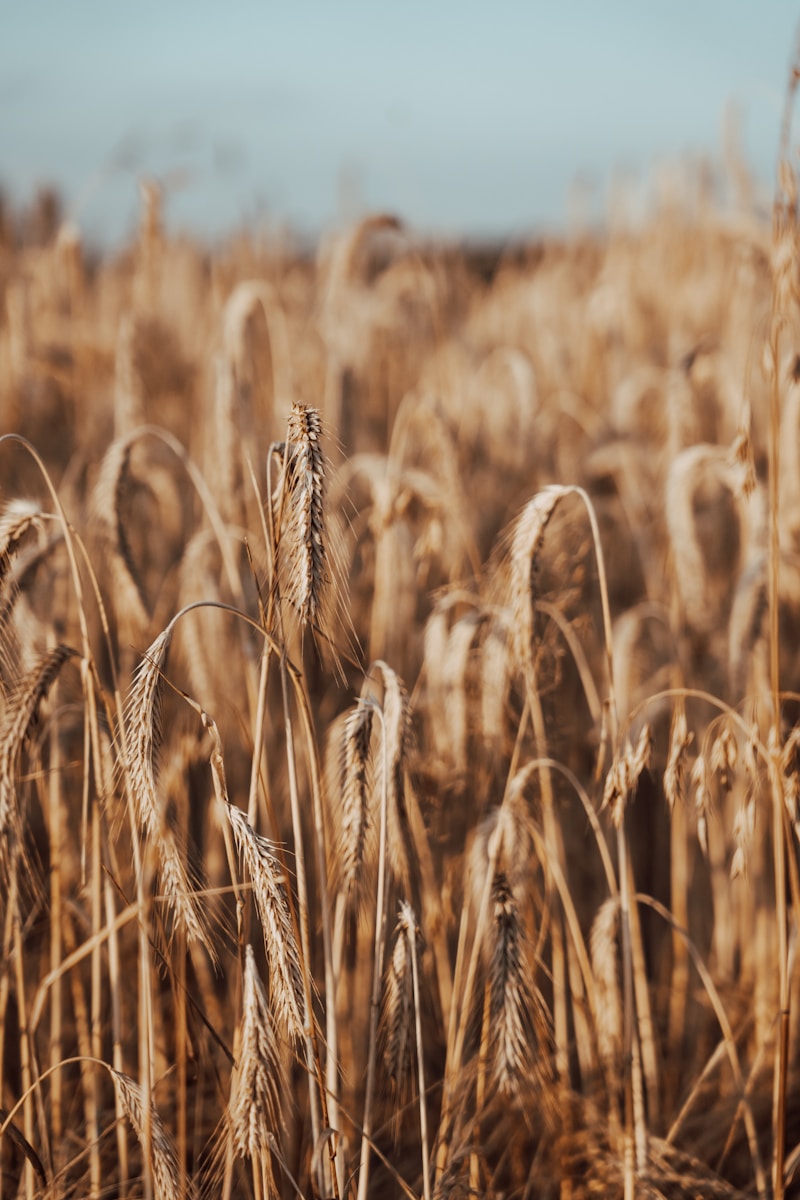brown wheat field during daytime